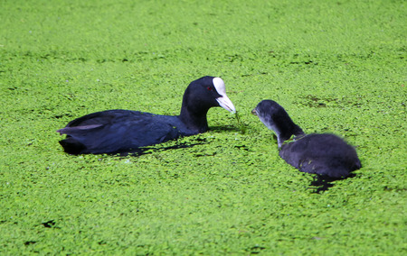 Black coot feeding grey coot chick in green lake.の写真素材