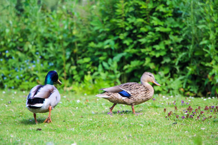Male duck and female duck in green park on a sunny day.
