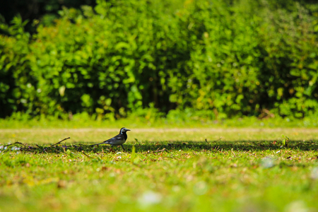 Small bird in shadow on green grass with plants in the background in summer.の写真素材