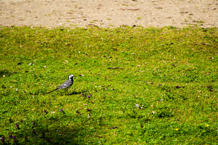 Small black, gray and white bird on green and yellow grass in park.の写真素材