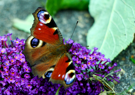 A beautiful peacock butterfly sitting on a purple flower and eating with its antenna on a sunny day in summer.の写真素材
