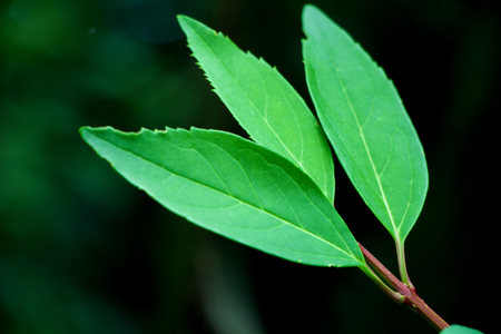 Three green leaves on plant on a cloudy summer day.