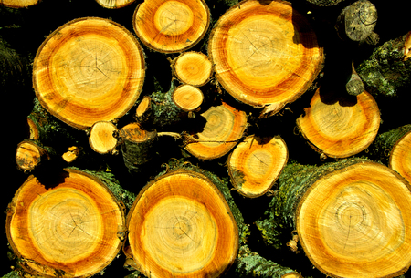 Colorful woodpile with orange and red colors and round wood.の写真素材