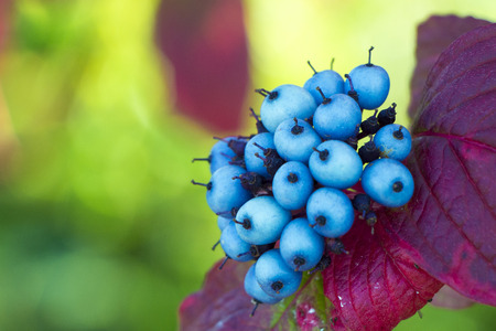 Small blue berries and purple and pink leaves with a green background.の写真素材