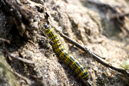 Yellow and black caterpillar climbing on sand in autumn.の写真素材