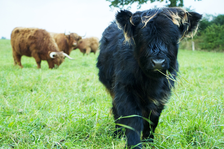 Black highland cow calf and brown highland cows on green grass field.の写真素材