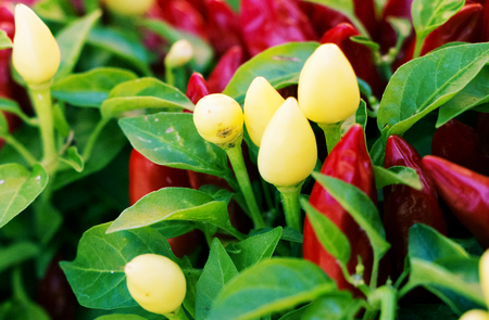 Closeup on red and white chillies surrounded by leaves in autumn.の写真素材