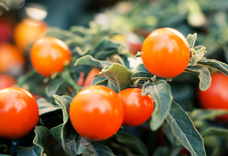 Closeup on small orange berries in autumn.の写真素材