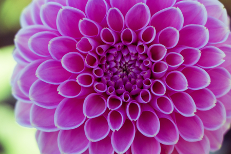 Closeup on symmetrical pink flower in autumn.の写真素材