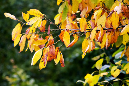 Yellow and brown autumn leaves in autumn with plants in background.