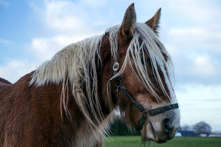 Jutland horse closeup on a cloudy day. Equus ferus caballus.の写真素材