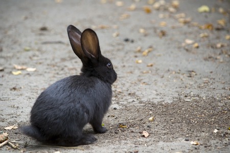 Lonely black bunny on the roadの写真素材
