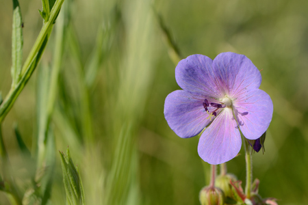 the closeup of blue flower with green backgroundの写真素材