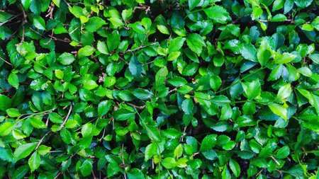 Close up Green Bush in Front of House shoot by High Angle at Morningの写真素材