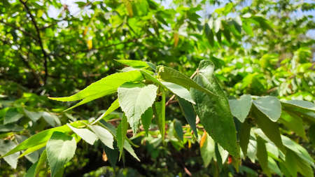 Green leaf of Cherry tree background blur blurred defocused aesthetic macro photography macro...