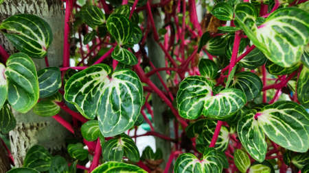 Heartleaf maderavine madevine or called Binahong with purple stem on the garden in front of Houseの写真素材