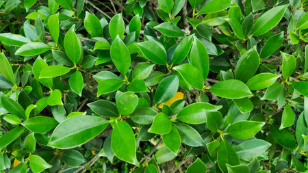 Fresh Persimmon leaves background shoot from high angle