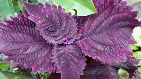 Purple Kong Coleus or Called Beefsteak Plant in the garden shoot from high angleの写真素材