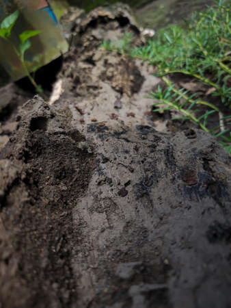 Selected focus and abstract background of rotting old dead log
