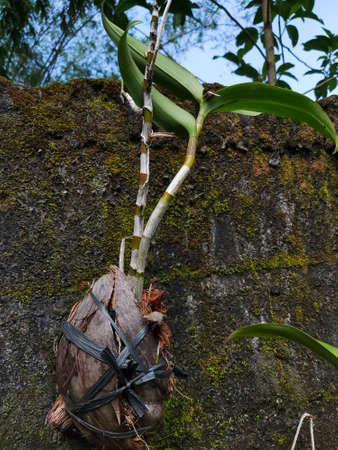 Green orchid flower leaves growing on a coconut husk hanging on a mossy wallの写真素材