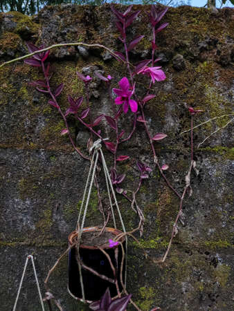 purple orchids growing in a pot hanging on a mossy wallの写真素材