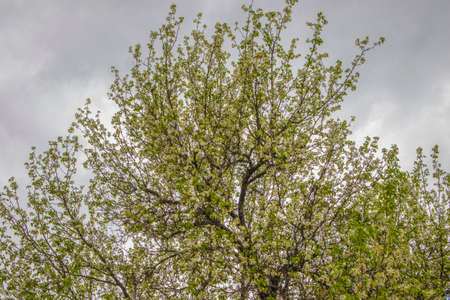 A tree against a sky background
