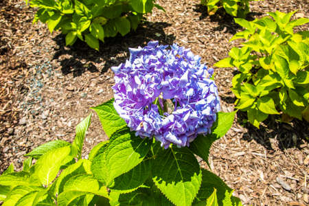 A beautiful purple flower with green leaves in the spring background