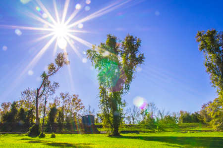 Sun beams and green grass in a field on a clear blue dayの写真素材