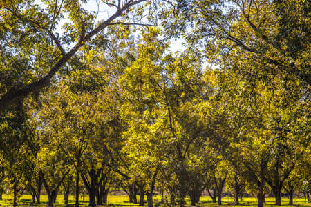 Rows of pecan trees on a Pecan Tree Orchard in the southern Fall with blue skiesの写真素材