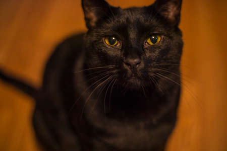 A black cat with golden eyes looking at the camera close upの写真素材