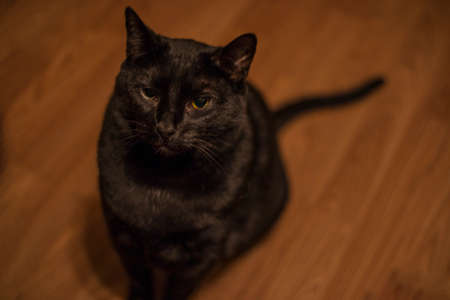 A black cat with golden eyes looking up close up shot tailの写真素材