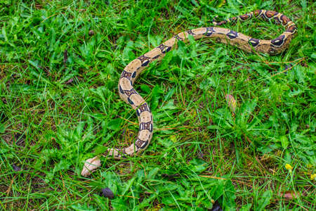 Red Tail Boa Constrictor in the green grass entire snake
