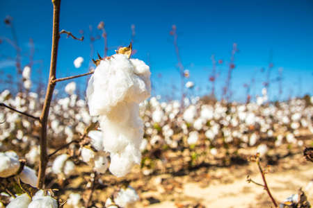 White Cotton plants on a cotton farm isolated close up in rural Georgia during the Fallの写真素材