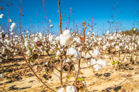 White Cotton plants on a cotton farm close up in rural Georgia during the Fallの写真素材