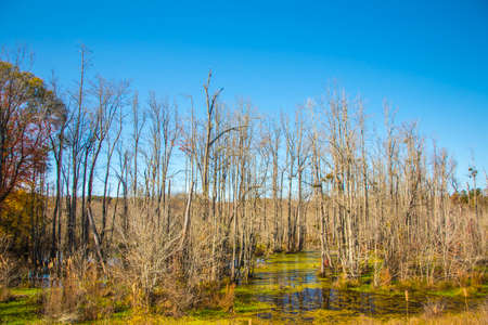 A colorful swampy marsh and trees in the Fall in Georgiaの写真素材
