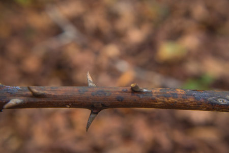 A strange thorny plant in the forest macro shot