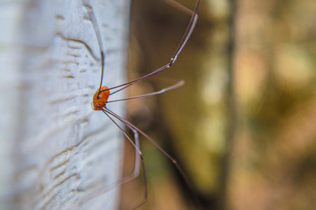 Macro view in the Fall Orange Grandaddy Long Legs spider close upの写真素材