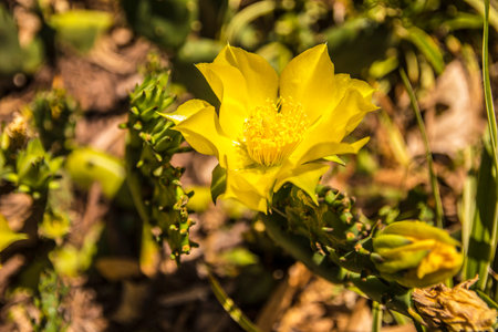 A orange yellow flower and green stems in the summer in Georgiaの写真素材
