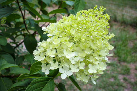 Yellow 4 leaf flowers with green spring background in the country in Georgia