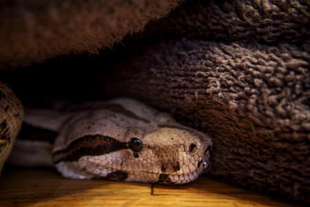 Red tail BOA constrictor under a blanket on a wooden floor close up front sideの写真素材