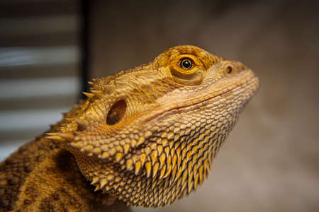 A bearded dragon pet in looking with a blurred background in the south Georgiaの写真素材