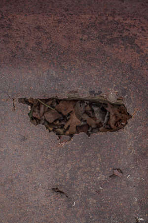 Rusted metal surface with a hole with brown foliage insideのeditorial素材