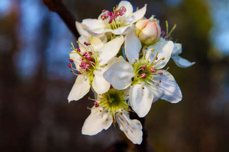 A white green and pink beautiful flower and bulb in the Spring in Georgia