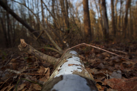Winter foliage close up bokeh background looking at a fallen tree on the groundの写真素材