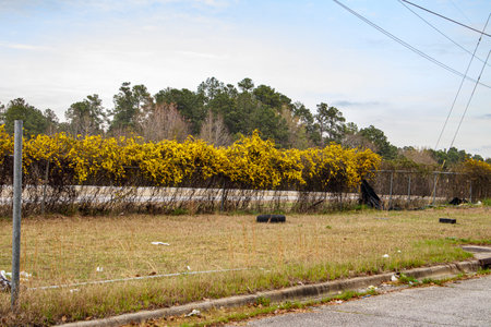 Augusta, Ga USA - 03 17 21: Tires waste and trash on the side of the road
