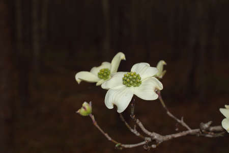 Macro closeup one blurred flowering Dogwood flower white with tiny green buds in the Spring in Georgiaの写真素材