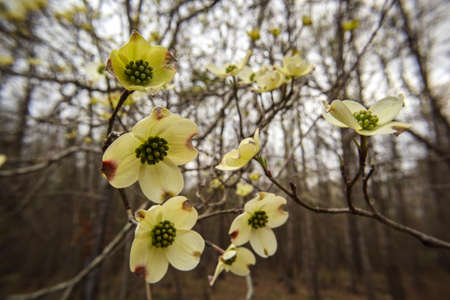 Macro closeup looking up flowering Dogwood flower white with tiny green buds in the Spring in Georgiaの写真素材
