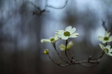 Branch of Flowering Dogwood white and green flower with a bokeh background in the Springの写真素材