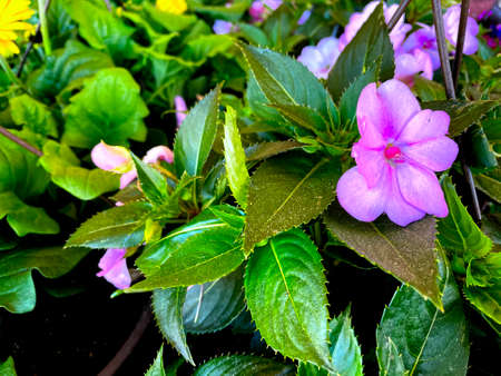 Soft purple flower with green foliage in the Spring pink accent leavesのeditorial素材