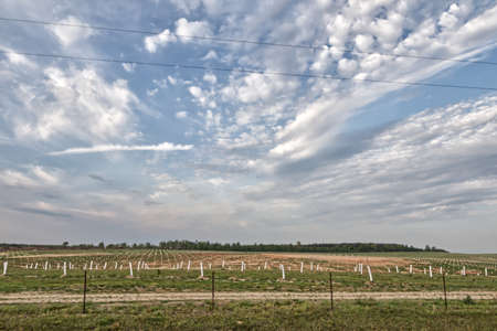 Front view white guides for new pecan trees on a pecan tree plantation in rural Georgia
